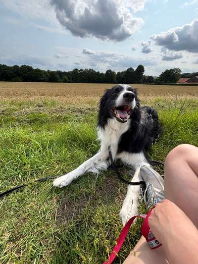 Hundetreffen-Trainingsspaziergang-Bild
