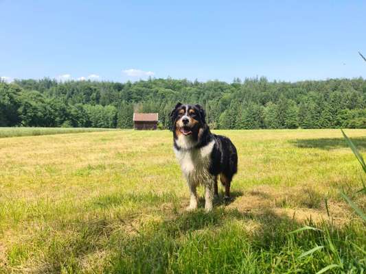 Hundetreffen-Gassirunde-Bild