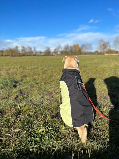 Hundetreffen-Sonntags Spielrunde Puchheim-Bild