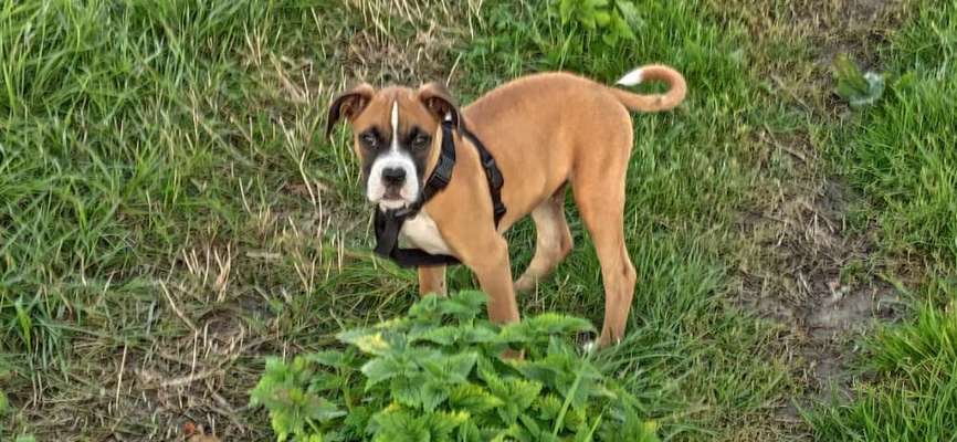 Deutsche Boxer-Beitrag-Bild