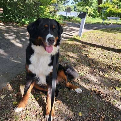 Hundetreffen-Spielgefährten gesucht-Bild