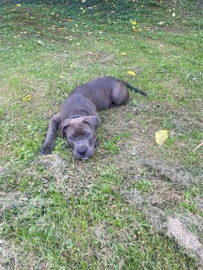 Hundetreffen-Welpentreffen-Bild