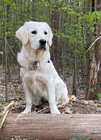 Wo sind die Golden Retriever Liebhaber?-Beitrag-Bild