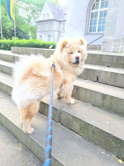 Chow Chows?-Beitrag-Bild