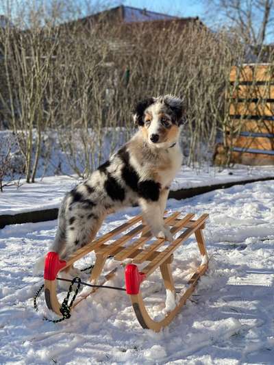 Wo sind die Aussies??-Beitrag-Bild