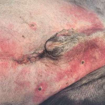 Verhalten nach OP-Beitrag-Bild