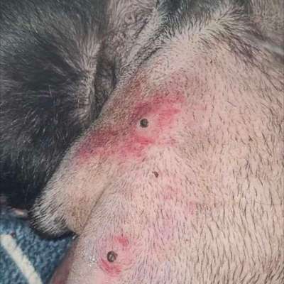 Verhalten nach OP-Beitrag-Bild