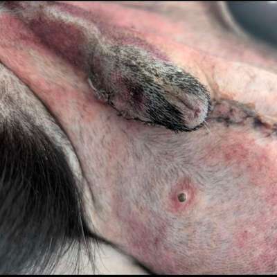 Verhalten nach OP-Beitrag-Bild