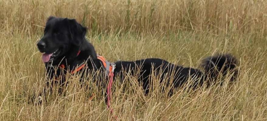 Dogorama Foto Challenge - Bestes gestelltes Bild-Beitrag-Bild