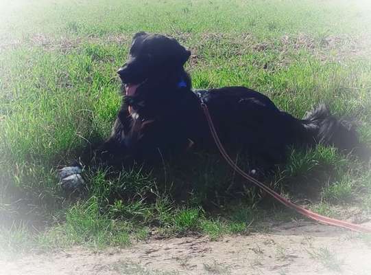 Black dogs are beautiful-Beitrag-Bild