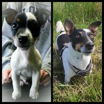 Vom Welpen zum Hund-Beitrag-Bild