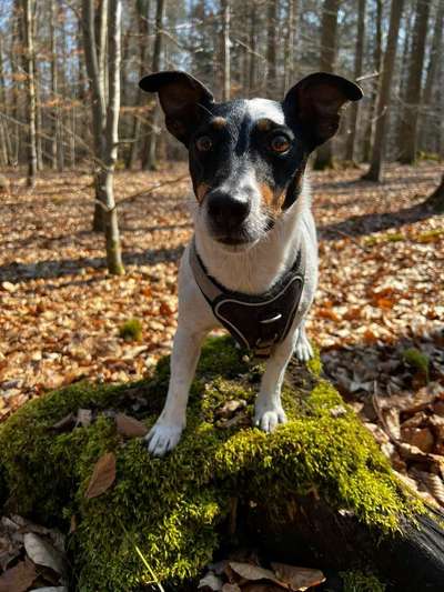 Dogorama Foto Challenge - Bestes gestelltes Bild-Beitrag-Bild