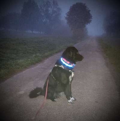 Beleuchtung beim Gassigang-Beitrag-Bild