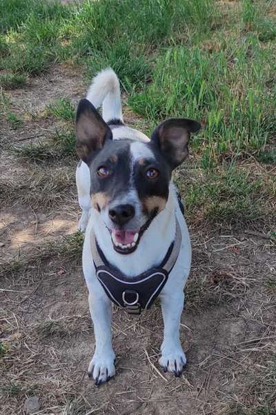 Dackelblick-Beitrag-Bild