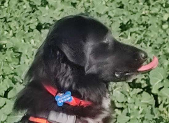 Tongue Out Tuesday-Beitrag-Bild