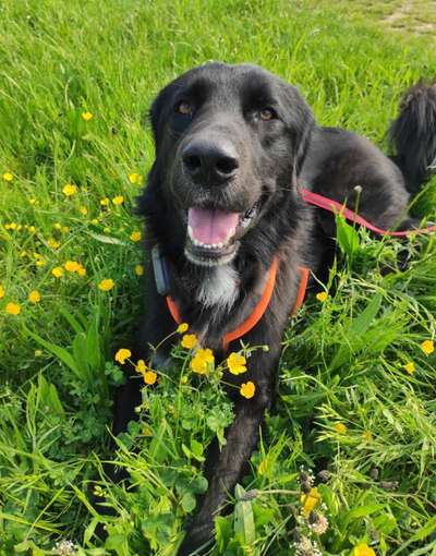 Dackelblick-Beitrag-Bild