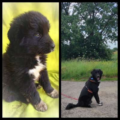 Vom Welpen zum Hund-Beitrag-Bild