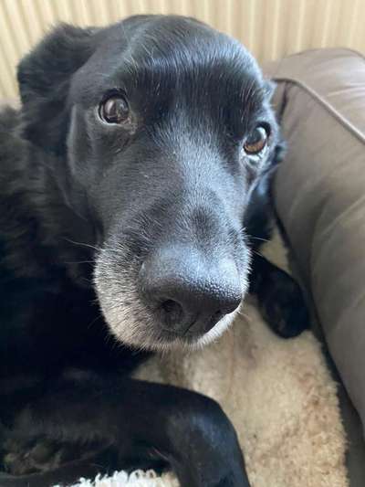 Unsere Fellnasen im Regenbogenland-Beitrag-Bild