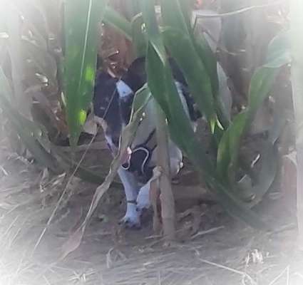 Dogorama Photo Challenge - Schattiges Plätzchen-Beitrag-Bild