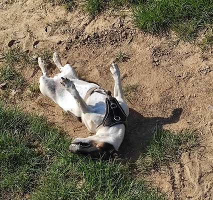 Foto-Challenge Nr. 90: Lebensfreude-Beitrag-Bild