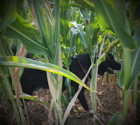 Dogorama Photo Challenge - Schattiges Plätzchen-Beitrag-Bild