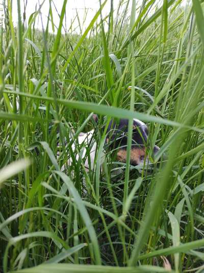 Dogorama Photo Challenge - Tarnung ist alles-Beitrag-Bild