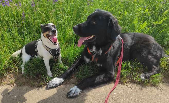 Tongue Out Tuesday-Beitrag-Bild