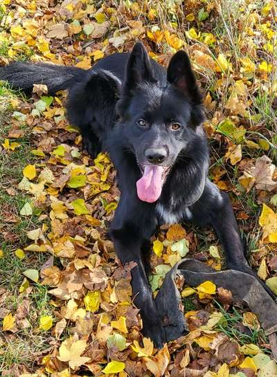 Hundetreffen-Training Hundebegegnung/ sozial walk-Bild