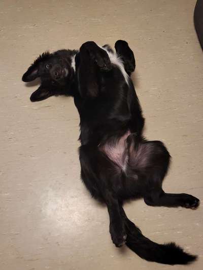 Fotosammlung: ,,Der natürliche Hund" Unbearbeitet, ungestellt und in Natura-Beitrag-Bild