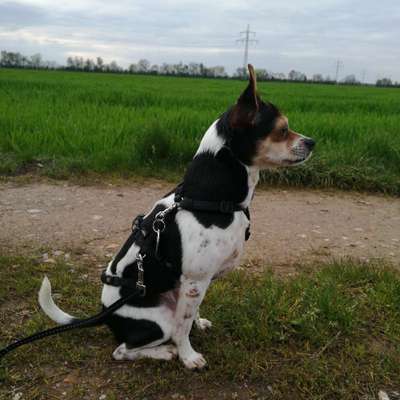 Hundetreffen-Hundefreunde für Dobby gesucht-Bild