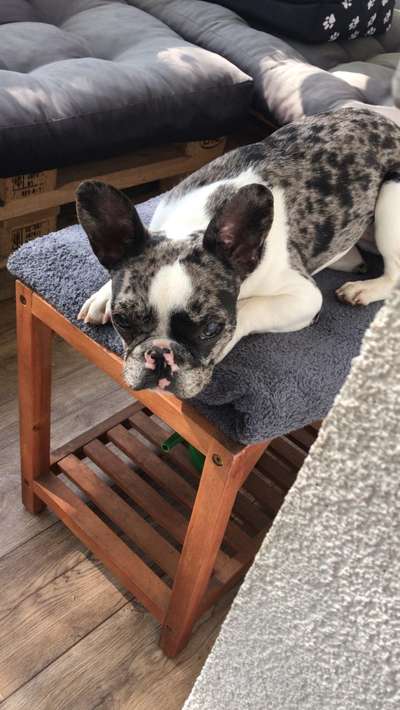 Zeigt her eure Frenchi-Beitrag-Bild