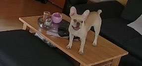 Französische Bulldoggen-Beitrag-Bild