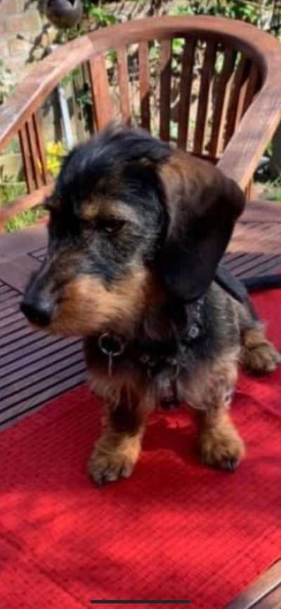 Bild wo euer Hund quatsch macht-Beitrag-Bild