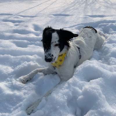 Hundetreffen-Hallo ich suche Jemanden der mit mir Und meinem Vierbeiner eine Spielrunde läuft liebe Grüße-Bild