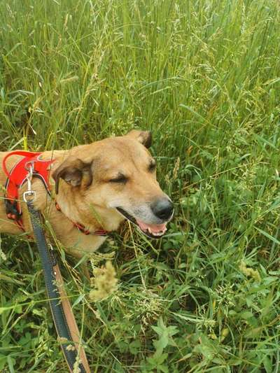 Hundetreffen-Gassi runde rheinau-Bild