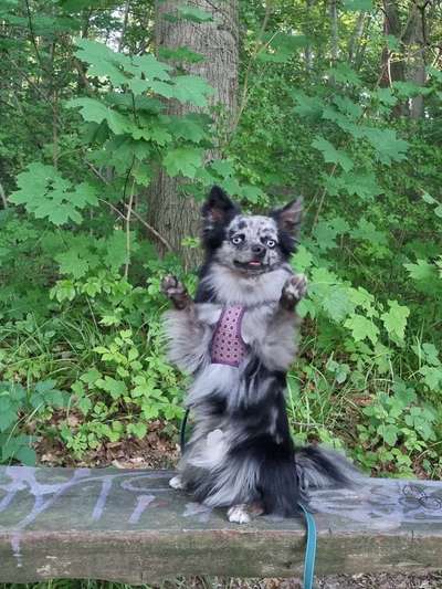 Dogorama Photo Challenge - Märchenwald-Beitrag-Bild