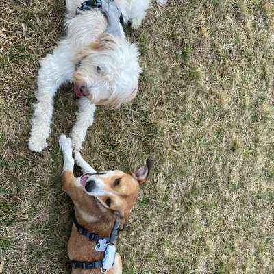 Hundetreffen-Gemeinsame Spiel & Gassirunden-Bild