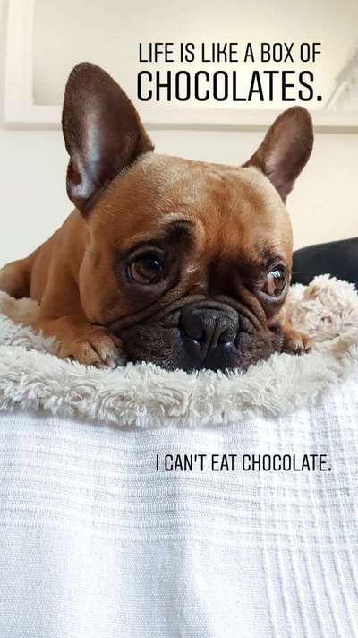 Französische Bulldoggen-Beitrag-Bild