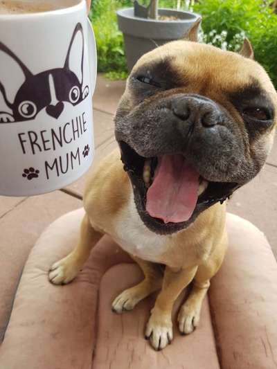 Französische Bulldoggen-Beitrag-Bild