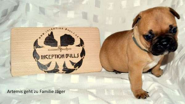 Französische Bulldoggen-Beitrag-Bild