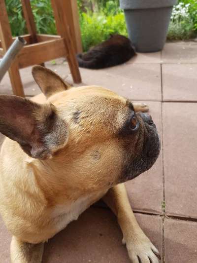 Französische Bulldoggen-Beitrag-Bild