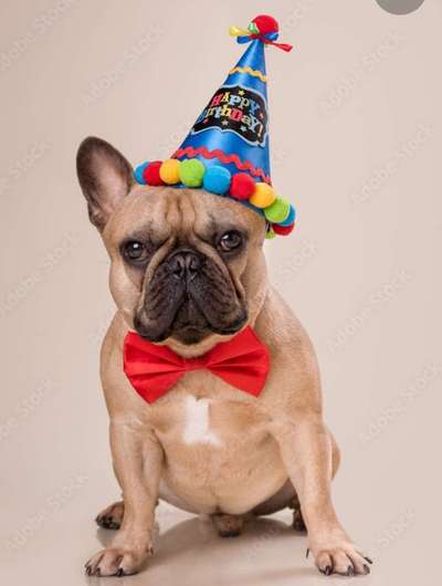 Französische Bulldoggen-Beitrag-Bild