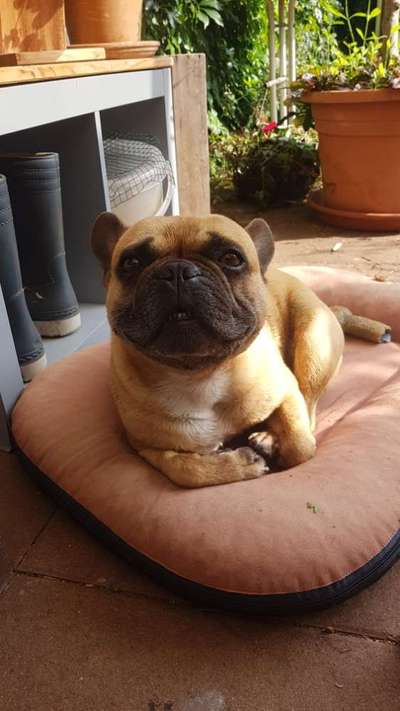 Französische Bulldoggen-Beitrag-Bild