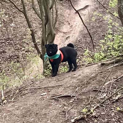 Hundetreffen-Junghunde-Treffen zum Spielen/ Gassigehen-Bild