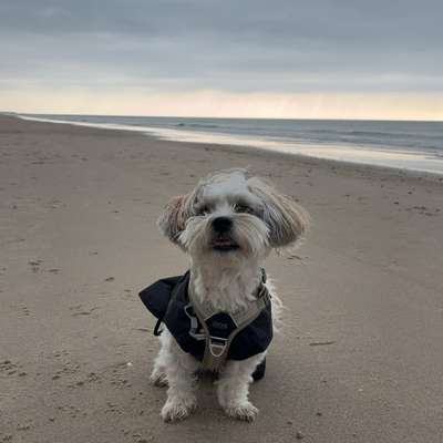 Hundetreffen-Spielpartnerin gesucht 🎾-Bild