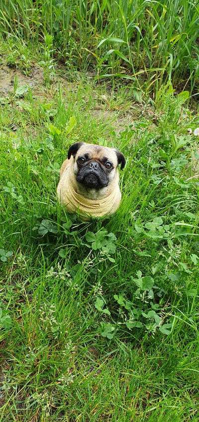 Die Dogorama Monats Challenge "Es grünt und blüht"-Beitrag-Bild