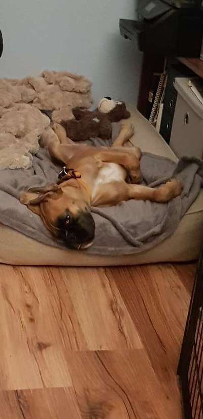 Die Dogorama Wochen Challenge-Beitrag-Bild