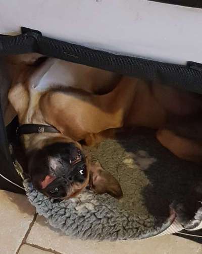 Dogorama Photo Challenge - Einmal lächeln bitte-Beitrag-Bild