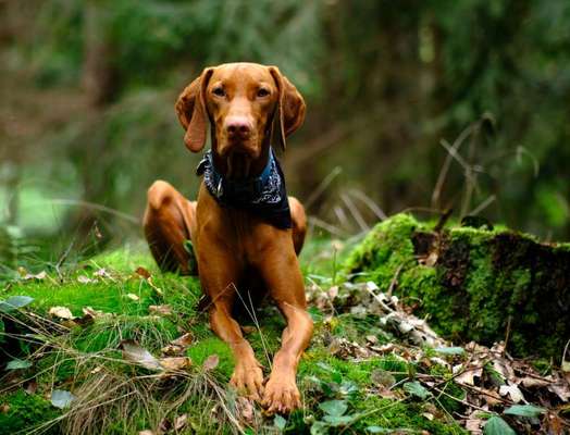 Magyar Vizsla UK-Beitrag-Bild