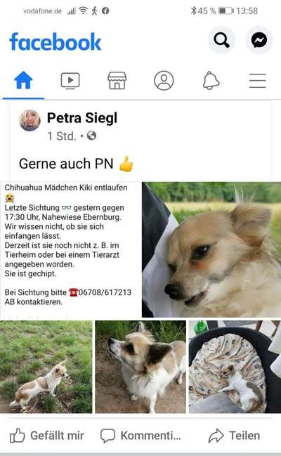 Entlaufene, Gefundene und Vermisste Hunde-Beitrag-Bild